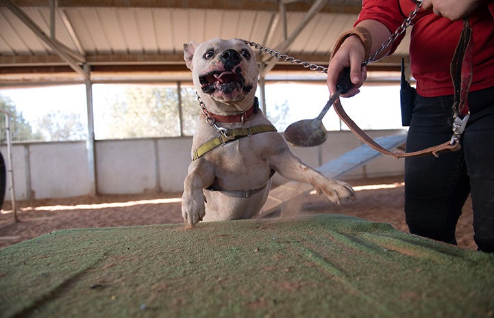 Calvin the dog jumping up onto an agility piece of equipment