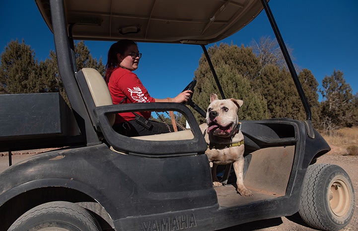 Woman giving Calvin the dog a ride in a golf cart