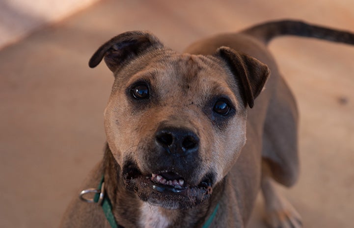 A photo of the face of Dingo, the brown pit bull terrier dog