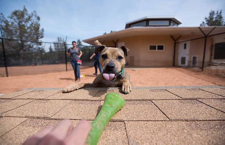 Dingo the pit bull terrier outside of his octagon reaching out for a toy with his tongue out