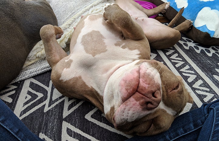 Midge the pit bull terrier rolled over on her back with her belly exposed