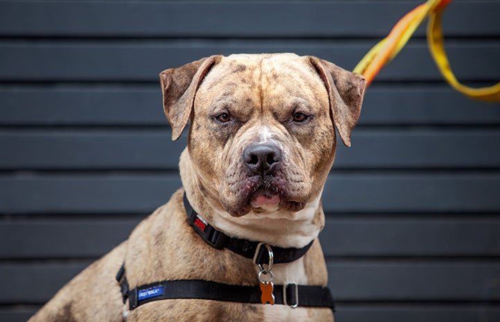 Tazz a brindle pit bull terrier on a walk on a leash and harness