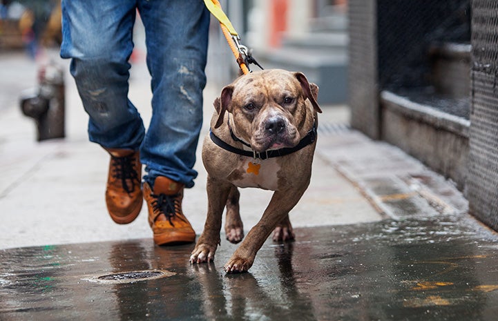 Brindle pit bull terrier, Tazz, out on a walk on a leash and harness on a New York street, with a person behind him