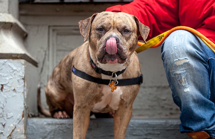 Tazz a brindle pit bull terrier licking his lips while sitting down next to a person