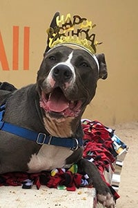 Tyson the dog wearing a Happy Birthday hat