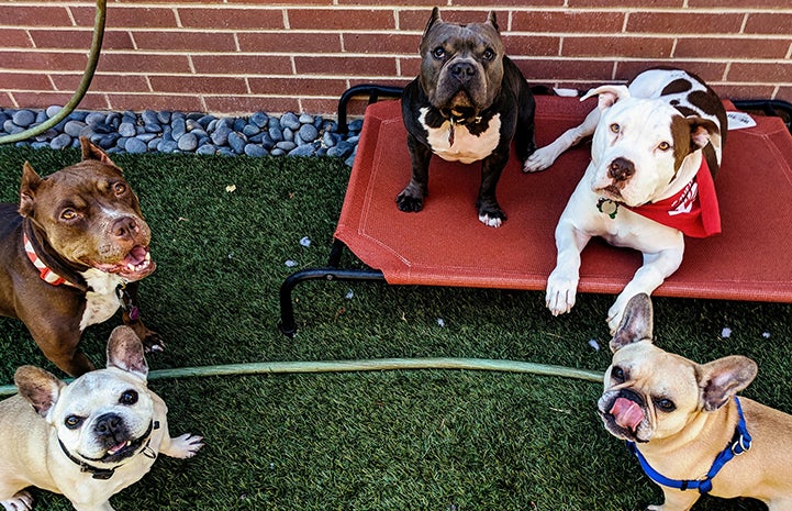 Captain Cowpants the pit bull terrier posing with four other dogs