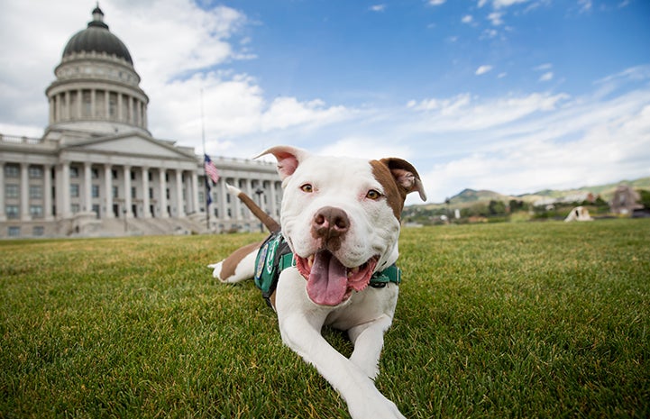Captain Cowpants the dog posing in front of the Utah Capitol