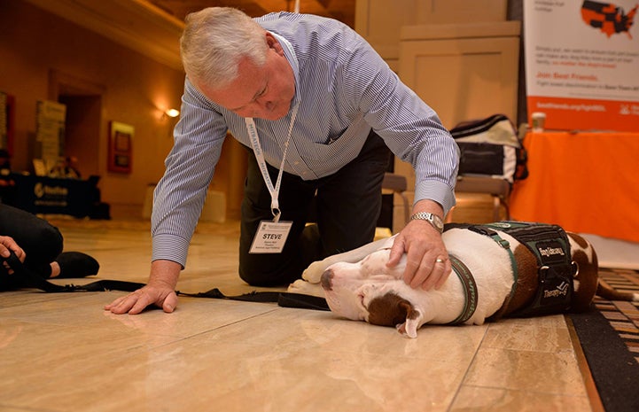 Captain Cowpants the dog lying on the ground being petted by a man at the IMLA Conference
