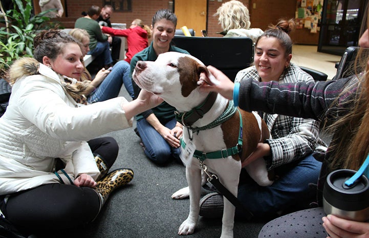 Captain Cowpants the pit bull terrier working at the University of Utah College of Social Work