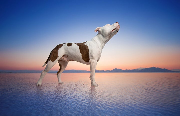 Captain Cowpants the dog standing on a very shallow puddle of water with a sunset or sunrise behind him