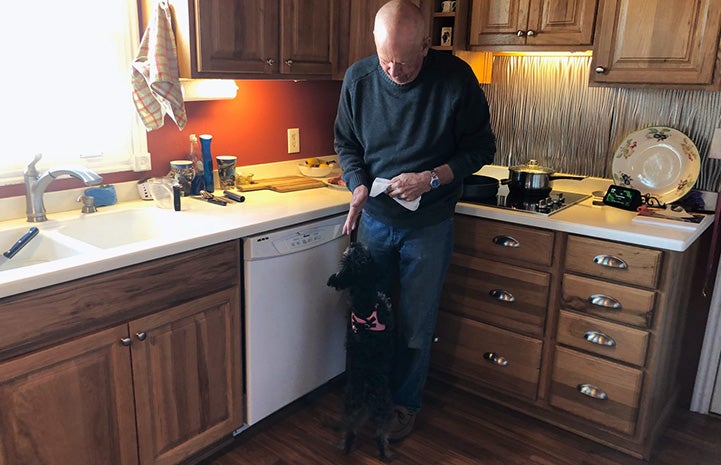 Angelina the poodle up on her hind legs in front of a man in a kitchen