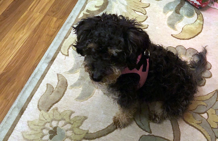 Angelina the poodle sitting on a rug