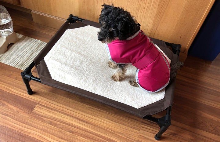 Angelina the poodle wearing a pink jacket and sitting on a dog bed