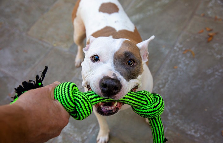 Staffordshire terrier Jewel playing with a green tug toy with a person