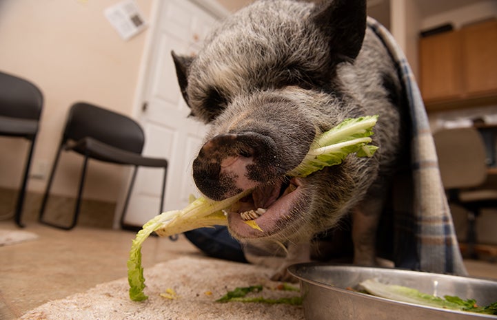 Batman the potbellied pig eating some lettuce