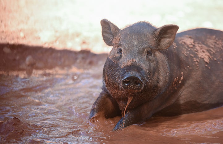 Crystal the potbellied pig taking a mud bath