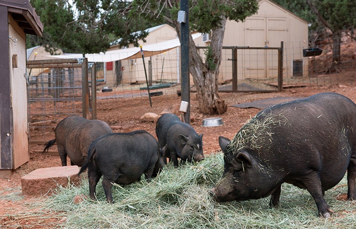 Three potbellied pigs rooting around a hay pile