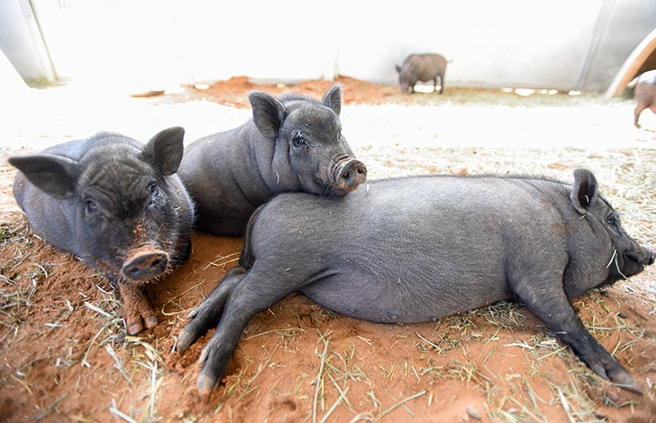 Two young potbellied piglets surrounding another pig lying on the ground