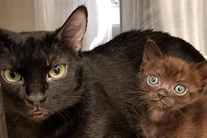 Donney, a tiny black kitten, next to an adult black cat