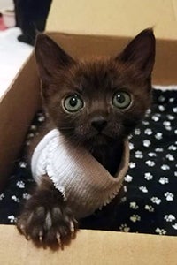 Tiny black kitten with large eyes, wearing a sweater and climbing out of a box