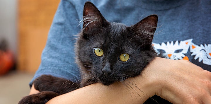 Person holding a black cat in his or her arms