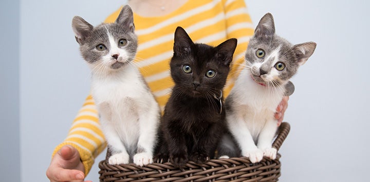 Person wrangling three kittens in a basket