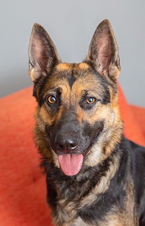 Portrait of Koko the German shepherd dog on an orange chair