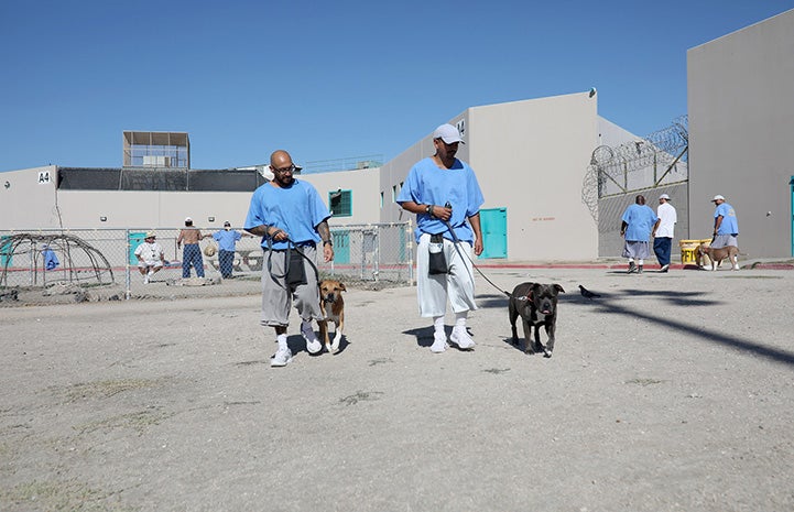 Paws For Life K9 Rescue prison program participants walking dogs in the yard
