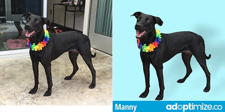 Manny the dog before and after shots thanks to Adoptimize