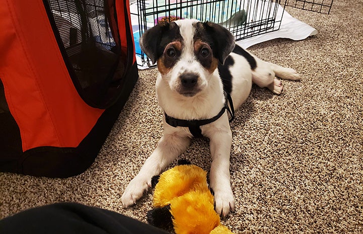 Link the puppy lying on the ground by some carriers and a toy