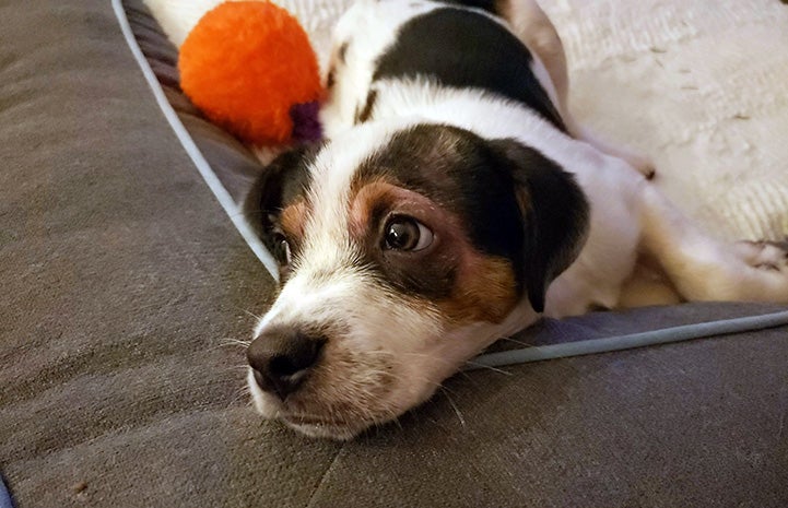 Link the puppy lying in a bed with his head over the side