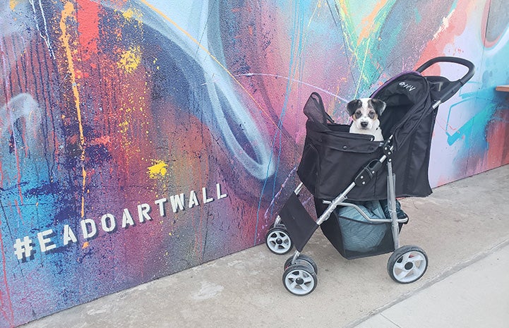 Link the puppy in a stroller in front of a colorful mural on a wall