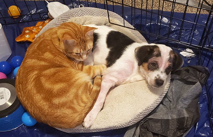 Link the puppy snuggled up sleeping next to an orange tabby cat