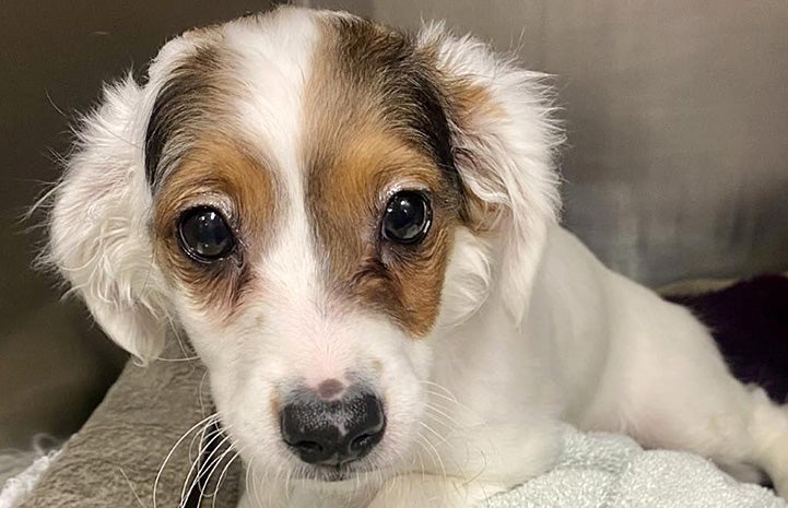 Chipper the puppy in a kennel