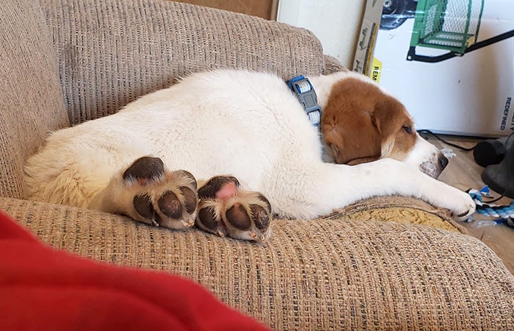 Goober the puppy sleeping on a chair with his toes in the foreground