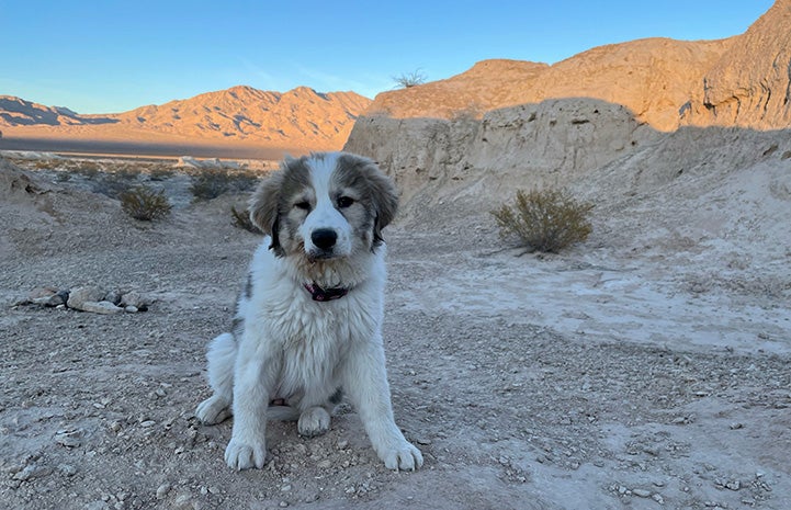 Lulu the puppy outside with red cliffs in the background