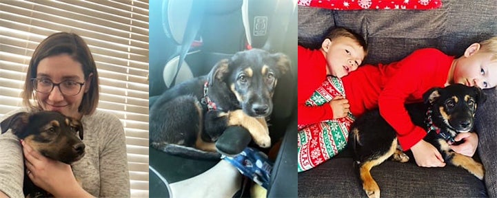 Collage of three photos of Lulu the puppy: snuggling with woman, in a car seat, and snuggling with two toddlers on a couch