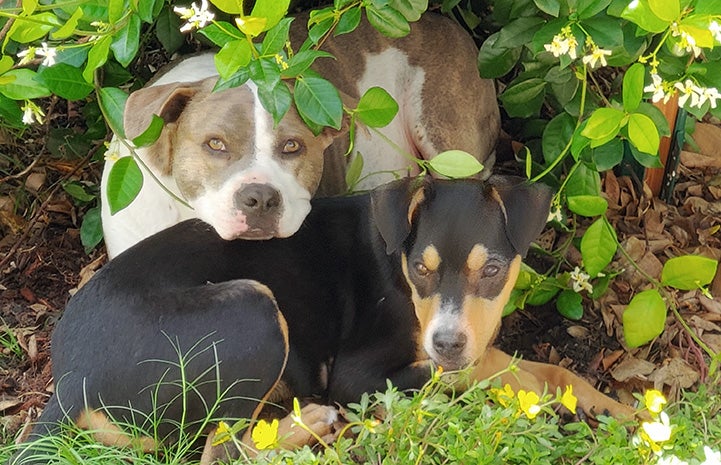 Felix the puppy and another dog lying together in some greenery outside
