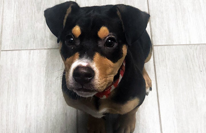 Felix the puppy sitting on a tile floor