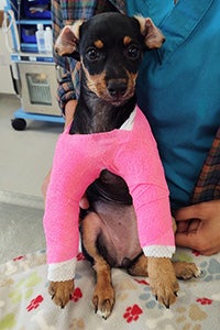 Maj. Houlihan the puppy wearing two pink cats on her front legs