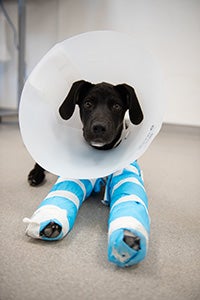 Toby the puppy wearing two splints and a protective cone