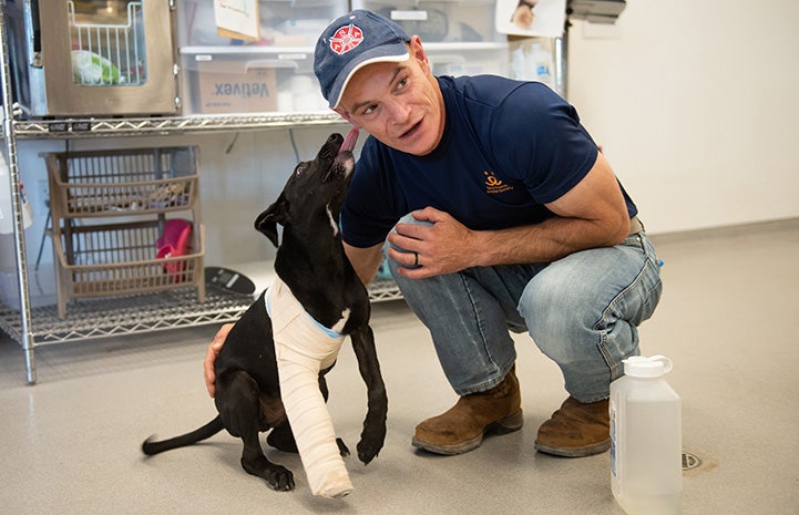 Toby the puppy with one bandaged leg giving a kiss to a man