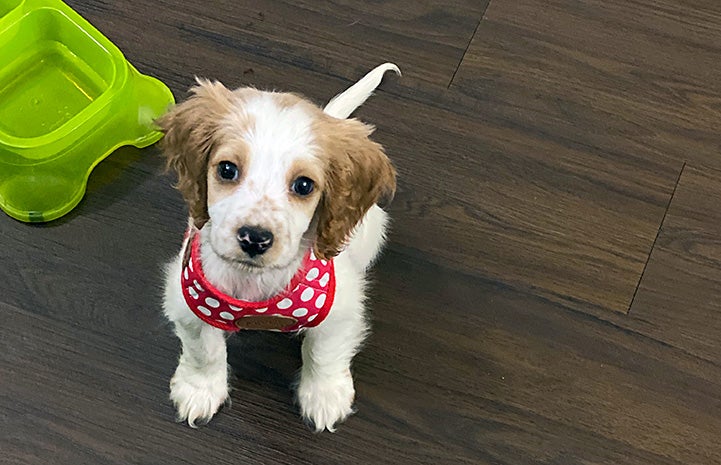 Small brown and white puppy wearing a red and white polka dot harness