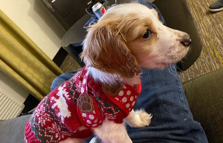 Small brown and white puppy wearing a tiny Christmas sweater