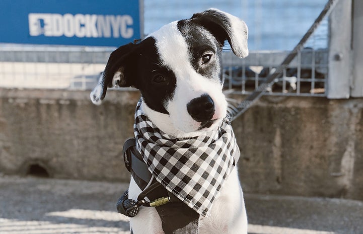 Porter the puppy wearing a black and white checkerboard bandanna