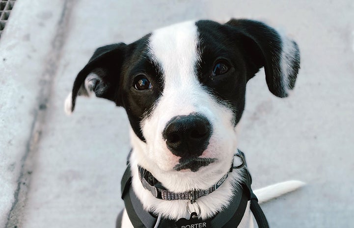 The face of black and white puppy, Porter, who is wearing a harness