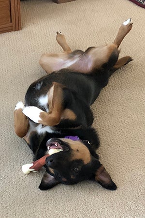 Shadow the tri-colored puppy lying on her back with a toy in her mouth