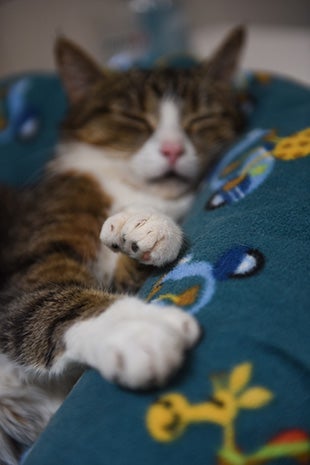 Ember the cat on a blue blanket