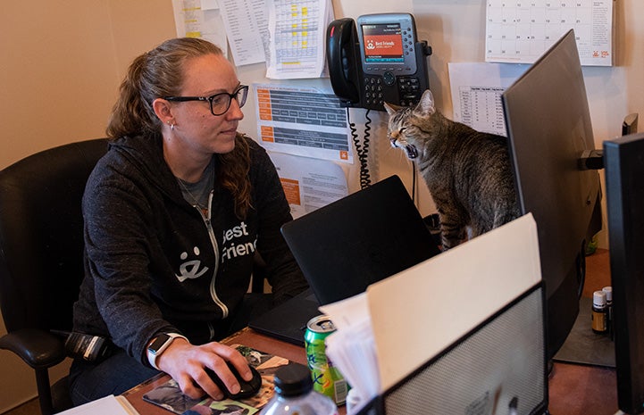 Svetlana the cat yawning while sitting on the desk next to Cat World manager Amy Kohlbecker