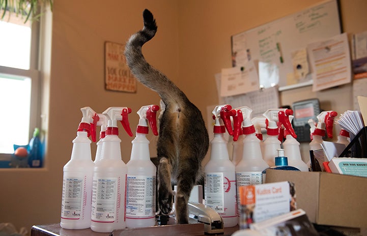 Multiple spray bottles with the hind end of Svetlana the cat